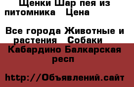 Щенки Шар пея из питомника › Цена ­ 25 000 - Все города Животные и растения » Собаки   . Кабардино-Балкарская респ.
